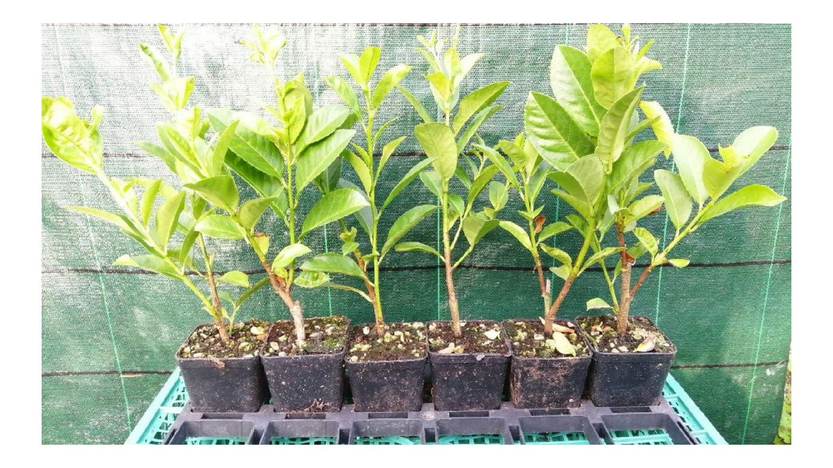 Siepi e cespugli Pianta siepe particolarmente ornamentale