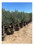 Alberi per uso esterno Resistente gelo siccita nostro 160 cm