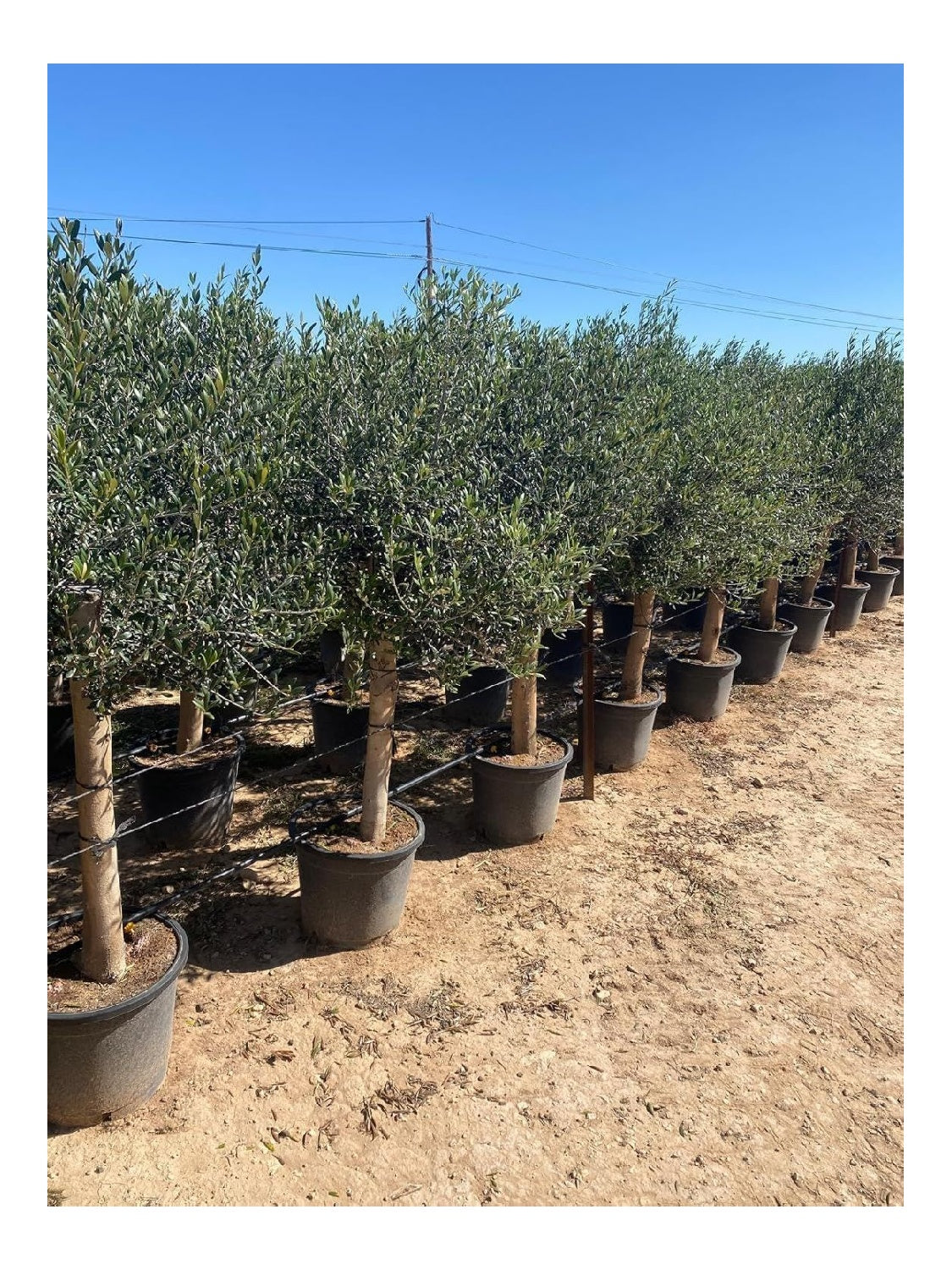 Alberi per uso esterno Resistente gelo siccita nostro 160 cm